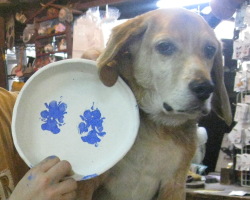 ���|�̌��u�����R�̑��`�v