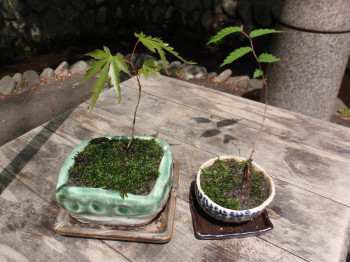 �[�厛�q�I�X�X�����i